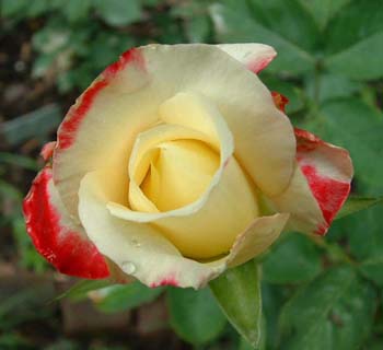 yellowrose