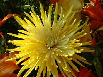 yellowspray