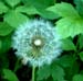 dandelion