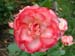 pinkrose