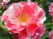 pinkrose2