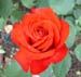 redrose