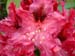 rhododendron