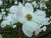trillium