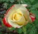 yellowrose