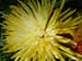 yellowspray2