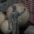 decoy