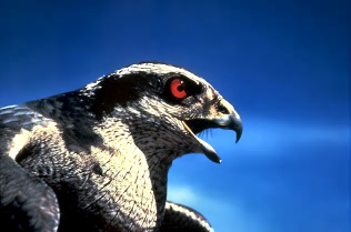 howling bird