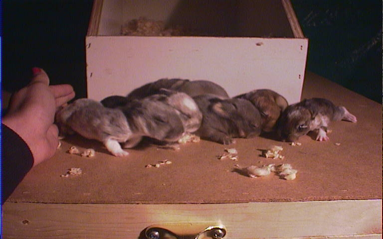 Tigger's Litter at 8 days
