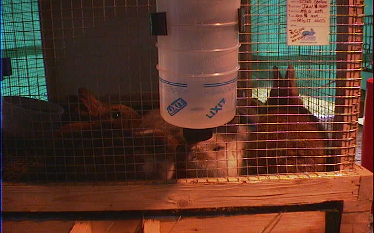 Tigger's Litter at 5 Weeks drinking out of the bottle!