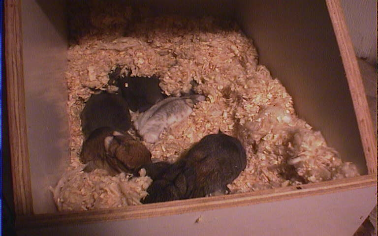 Tigger's Litter at 8 days