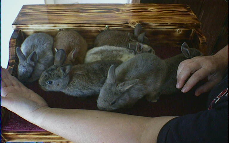 Tigger's Litter at 4 weeks
