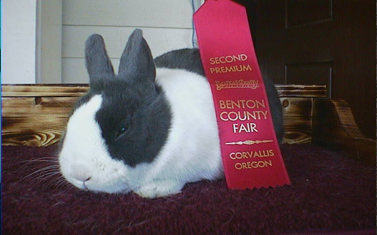 Mom's dutch doe,Bluebell with her first ribbon!