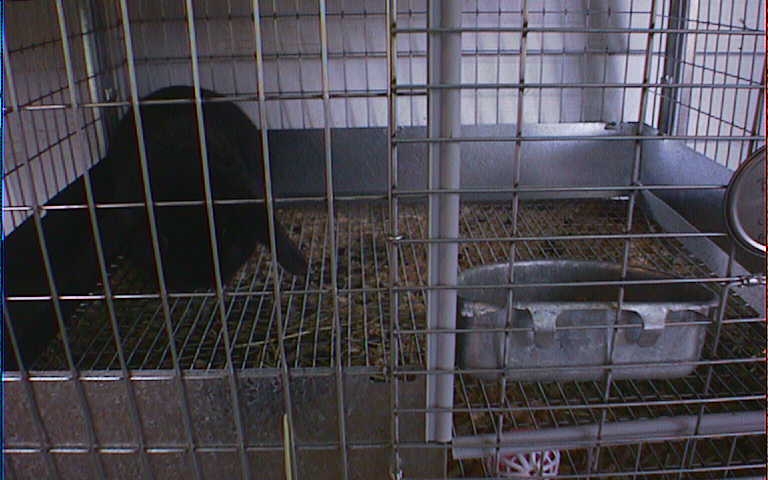 Dogwood-Mini Lop