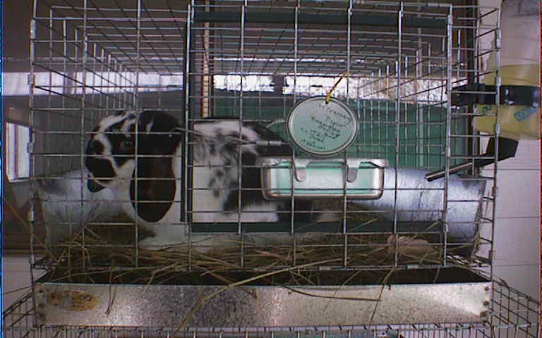 Pilgrim-Mini Lop