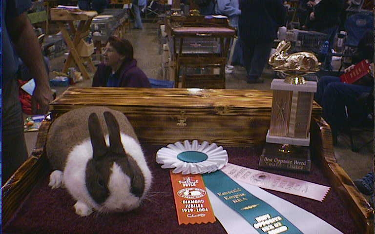 Snickers at Eugene EERBA show with her Trophy/Rosette/Flats!