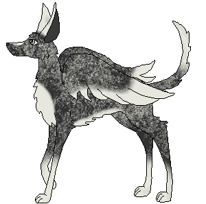 Aadil (Breeding)