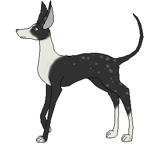 Noir (Breeding)