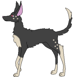 Pharell (Breeding)