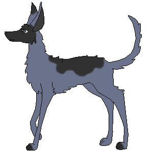 Saeed (Breeding)