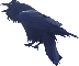 a very cool raven, by Faye