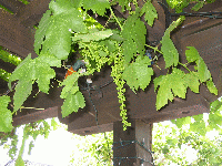 Vines at the Winery