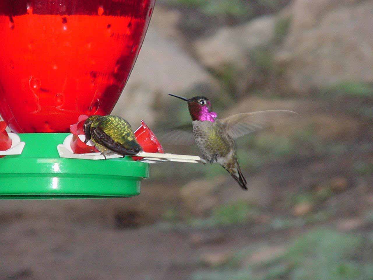 Male Anna's Hummingbird