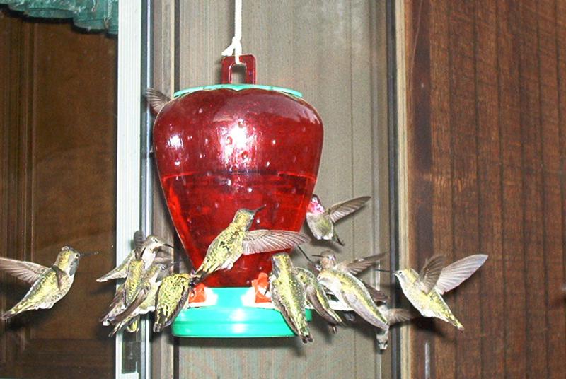Click here to visit the Hummingbird Jewel Cam