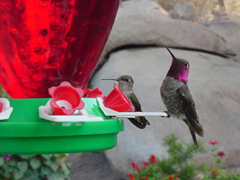 Female and Male Anna's