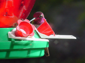 Adult Male Anna's