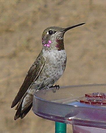 Immature Male Anna's