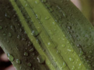 ICOU Logo