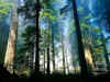 FOREST.JPG (183214 bytes)