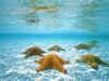 PLUSAQUARIUM.JPG (69689 bytes)