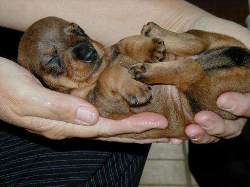 ik wou dat ik twee hondjes was dan kon ik samen spelen