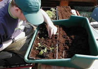 IDEAs garden staff  planting in soil.