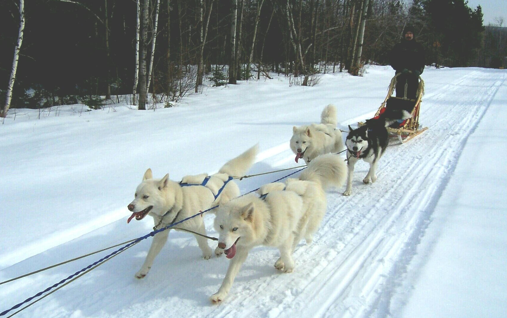 On a run --- the dogs live for this!