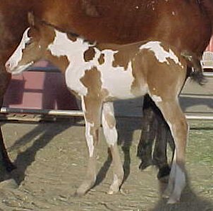 Advocator Colt out of Zip To Impress daughter