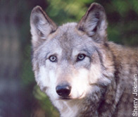 click to go to international wolf recovery