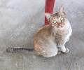 Nice cat!  Miaow-miaow!