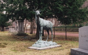 Deer. Seen with Lakeview Ave. In background