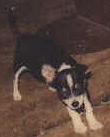 Young Doo