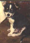 Baby Doody