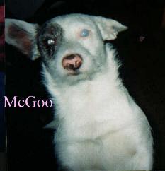 MacEars