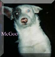 Magoo