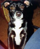 MollyMoo