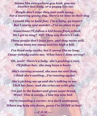 Stray Pup Poem