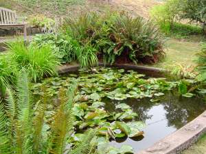 fish pond