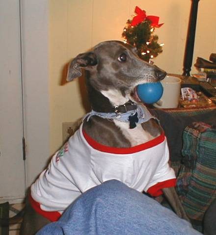 The Willster's last Christmas with us - 2004