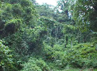Nature#1.bmp (253054 bytes)
